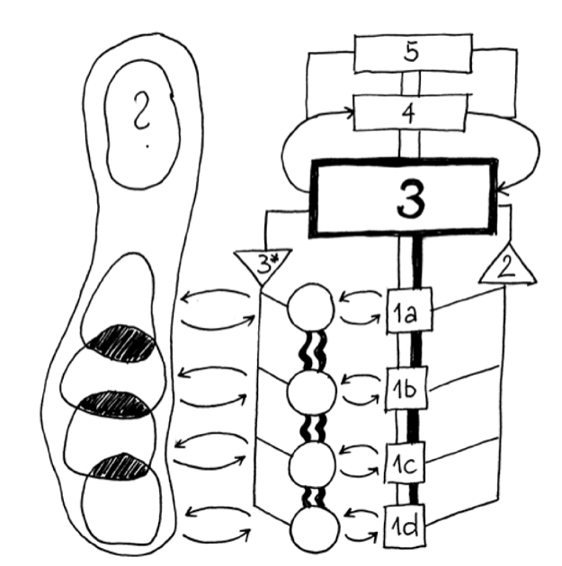 Pathology: Bottleneck
